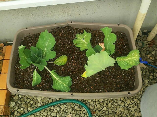 f:id:ikukyuchu:20190504215859j:image f:id:ikukyuchu:20190504215859j:image