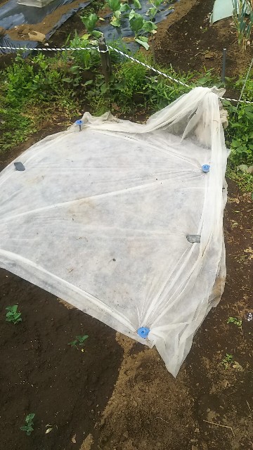 f:id:ikukyuchu:20190507005224j:image