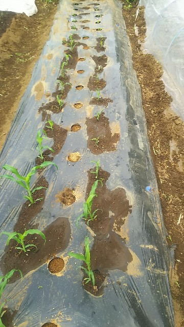 f:id:ikukyuchu:20190507005407j:image