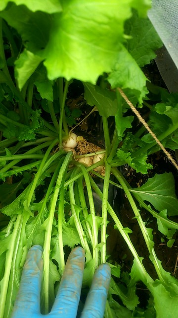 f:id:ikukyuchu:20190507005836j:image