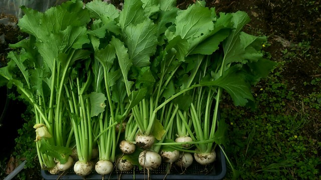 f:id:ikukyuchu:20190507010013j:image