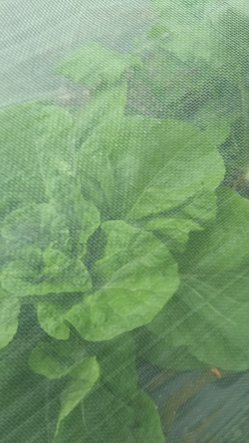 f:id:ikukyuchu:20190507010539j:image