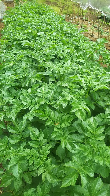 f:id:ikukyuchu:20190507010930j:image