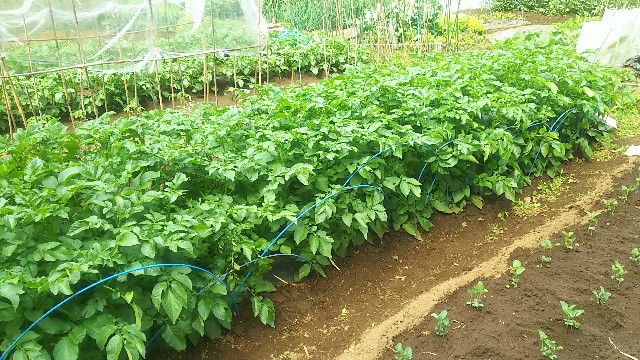 f:id:ikukyuchu:20190507011227j:image