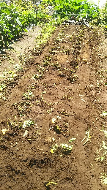 f:id:ikukyuchu:20190617075146j:image