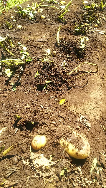 f:id:ikukyuchu:20190617075159j:image