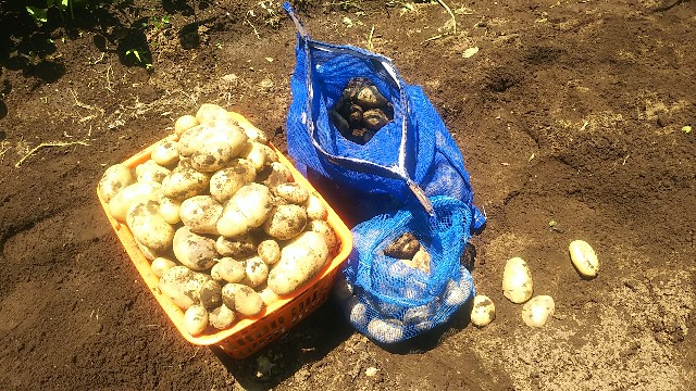 f:id:ikukyuchu:20190617075212j:image