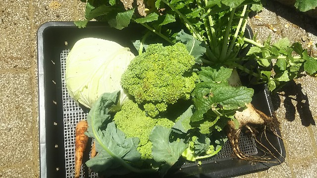 f:id:ikukyuchu:20190617173813j:image