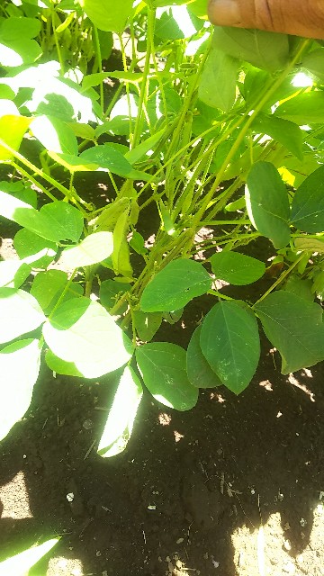 f:id:ikukyuchu:20190618215246j:image