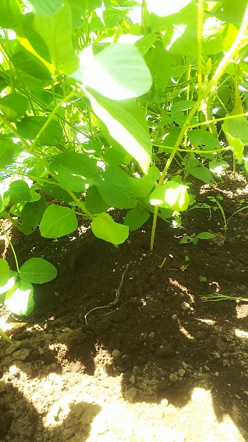 f:id:ikukyuchu:20190618215657j:image