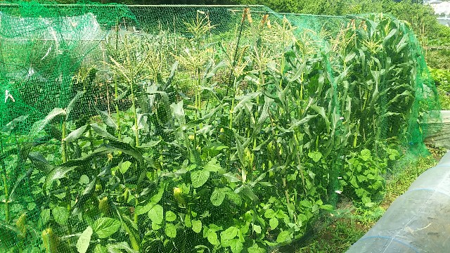 f:id:ikukyuchu:20190628163452j:image