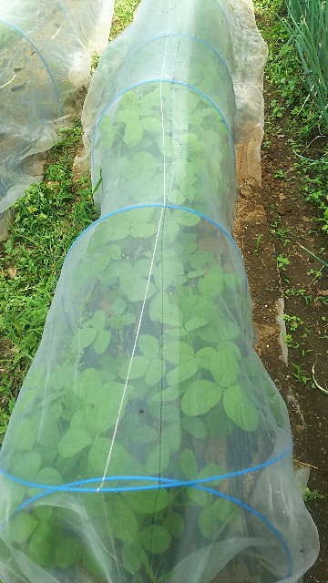 f:id:ikukyuchu:20190628163540j:image