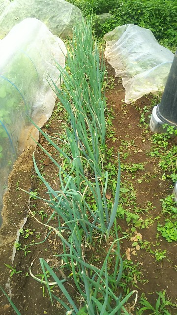 f:id:ikukyuchu:20190628163553j:image