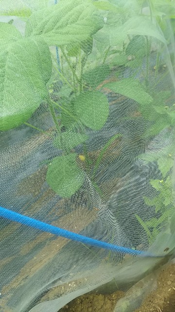 f:id:ikukyuchu:20190628163622j:image