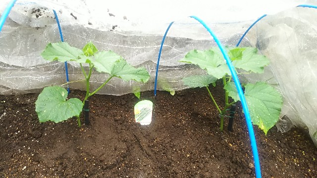 f:id:ikukyuchu:20190712114103j:image