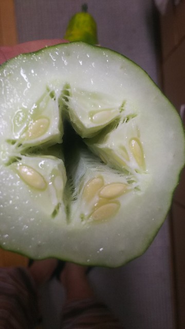 f:id:ikukyuchu:20190722113758j:image