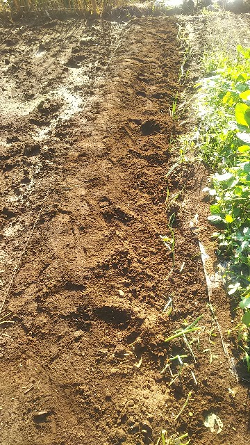 f:id:ikukyuchu:20190825111434j:image