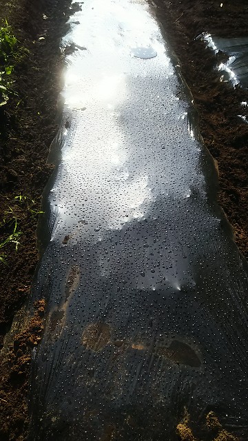 f:id:ikukyuchu:20190825112328j:image