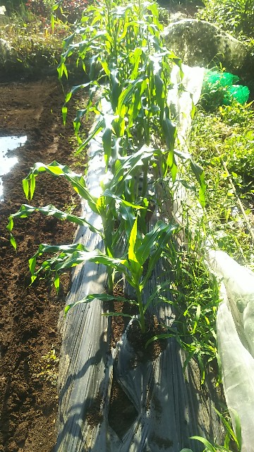 f:id:ikukyuchu:20190825113122j:image