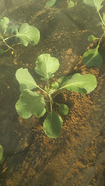 f:id:ikukyuchu:20190903114345j:image