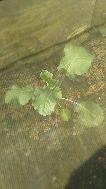 f:id:ikukyuchu:20190903114659j:image