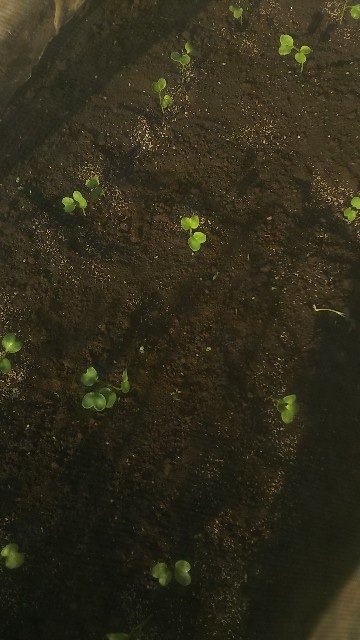 f:id:ikukyuchu:20190903114708j:image