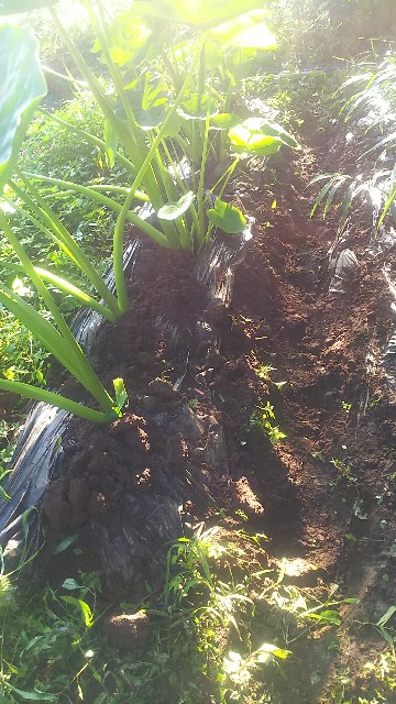 f:id:ikukyuchu:20190903114916j:image