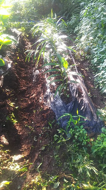 f:id:ikukyuchu:20190903115518j:image