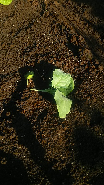 f:id:ikukyuchu:20190903115847j:image