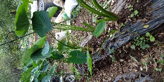 f:id:ikukyuchu:20191010213104j:image f:id:ikukyuchu:20191010213104j:image