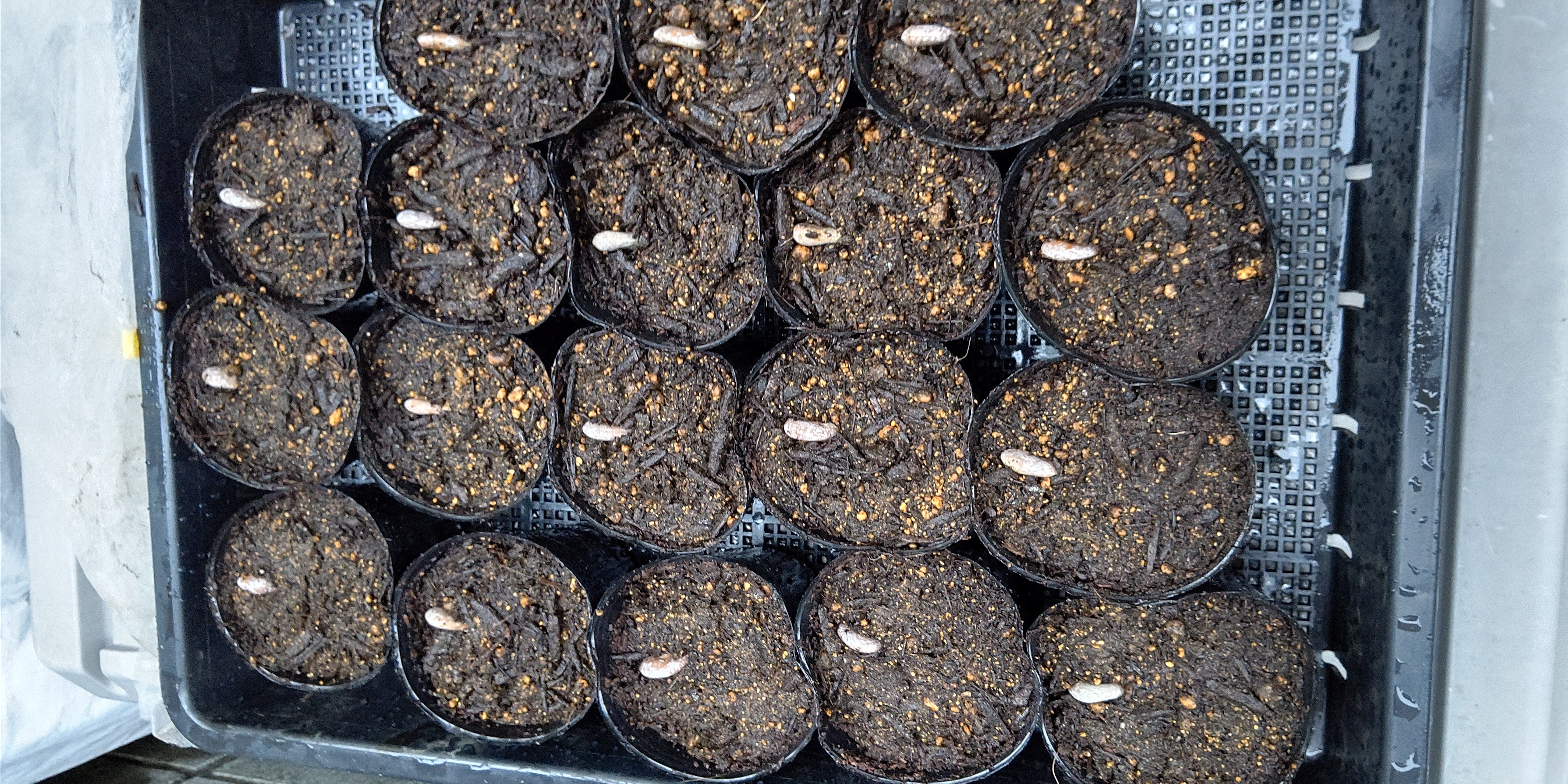 f:id:ikukyuchu:20191020174015j:image