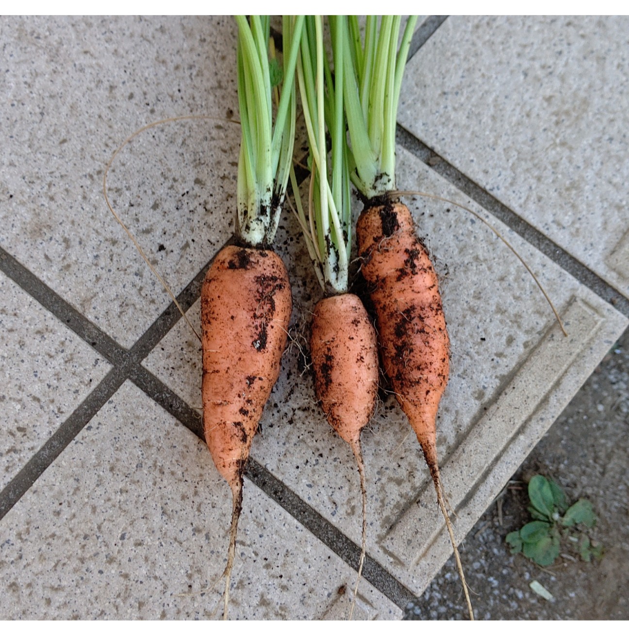 f:id:ikukyuchu:20191121220014j:image