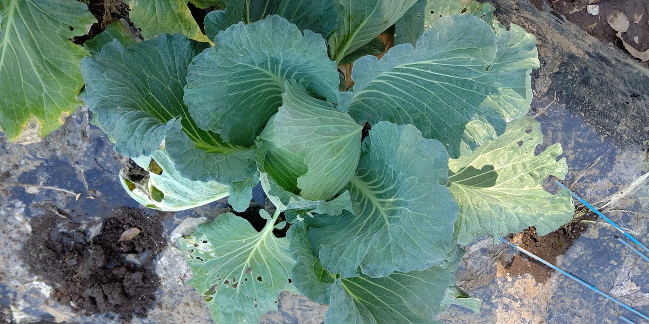 f:id:ikukyuchu:20191121220229j:image