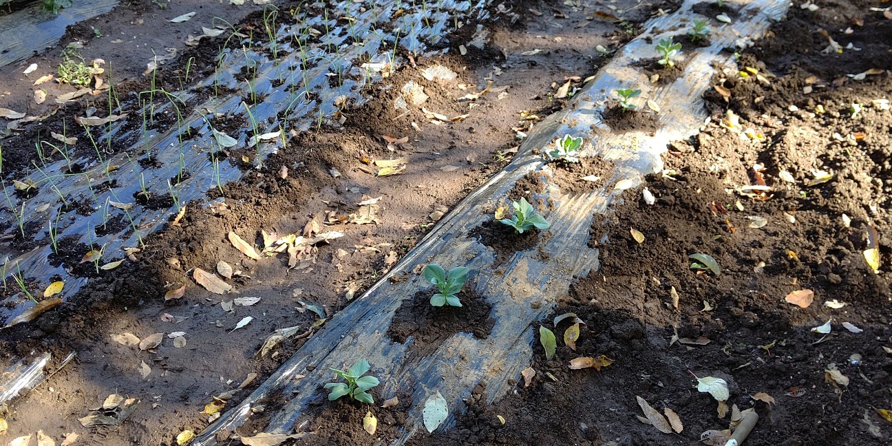 f:id:ikukyuchu:20191122100237j:image