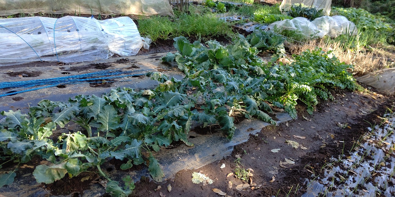 f:id:ikukyuchu:20191122100414j:image