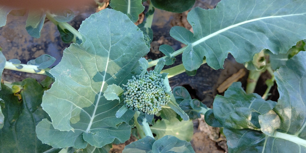 f:id:ikukyuchu:20191122100456j:image