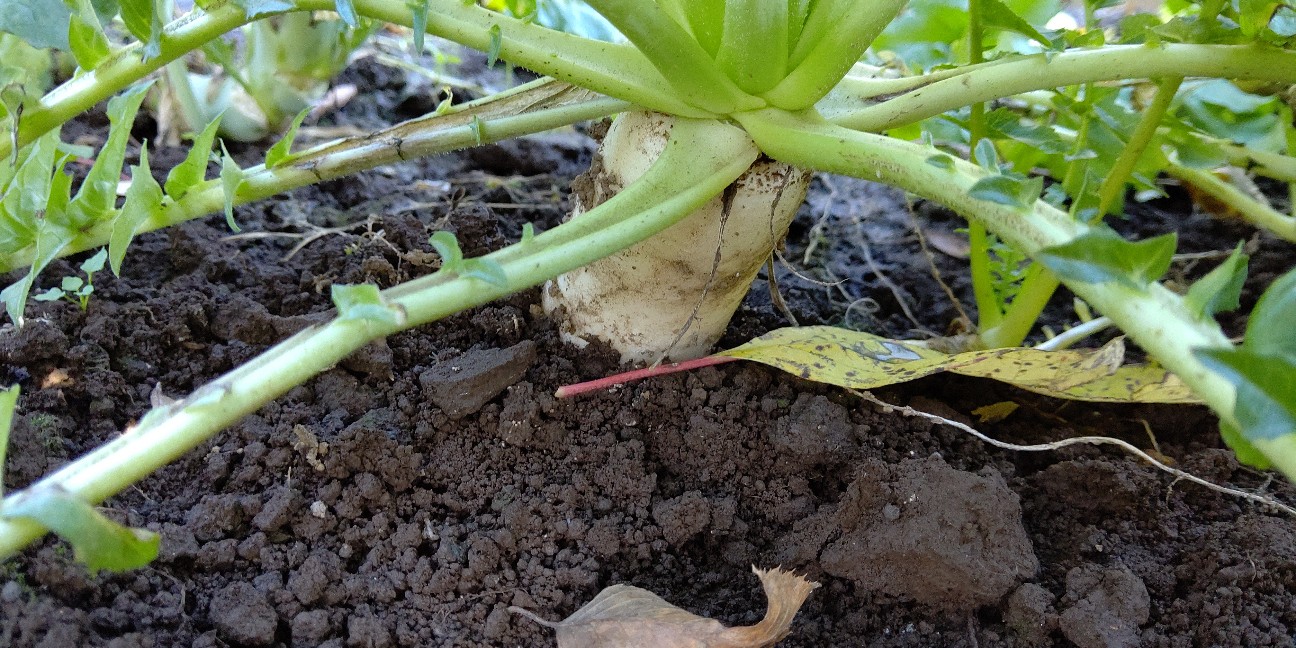 f:id:ikukyuchu:20191122102856j:image