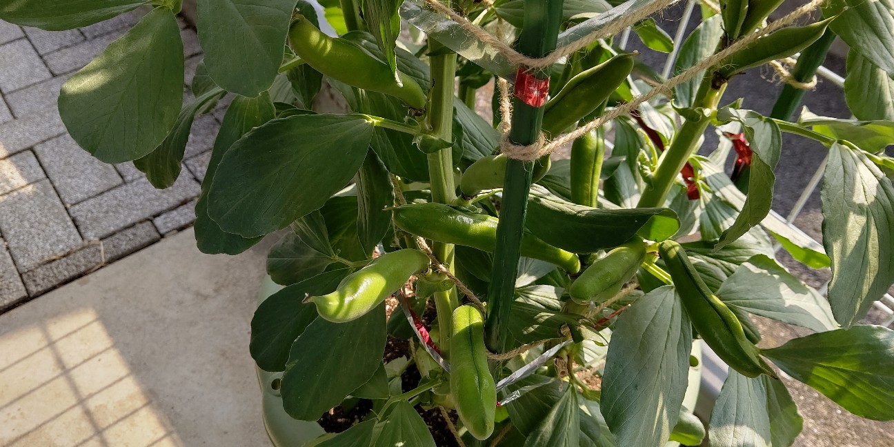 f:id:ikukyuchu:20200427090326j:image f:id:ikukyuchu:20200427090326j:image