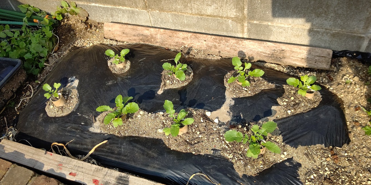 f:id:ikukyuchu:20200427091719j:image f:id:ikukyuchu:20200427091719j:image