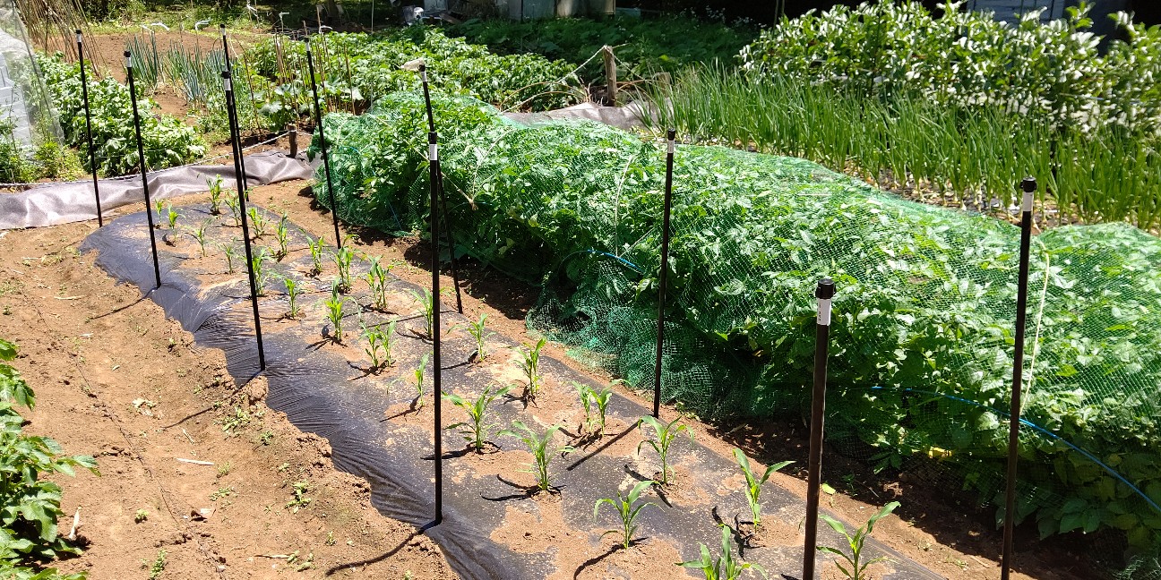 f:id:ikukyuchu:20200514125708j:image