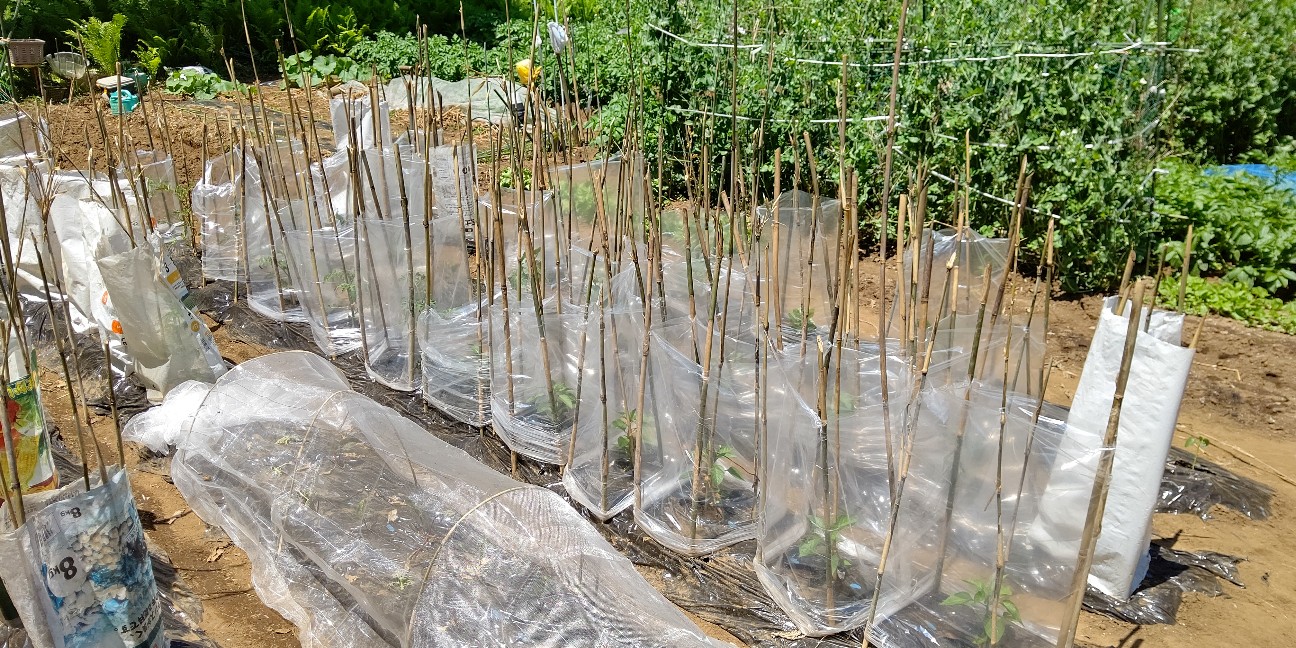 f:id:ikukyuchu:20200514130404j:image