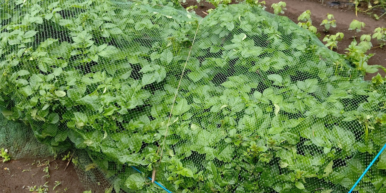 f:id:ikukyuchu:20200522084326j:image f:id:ikukyuchu:20200522084326j:image