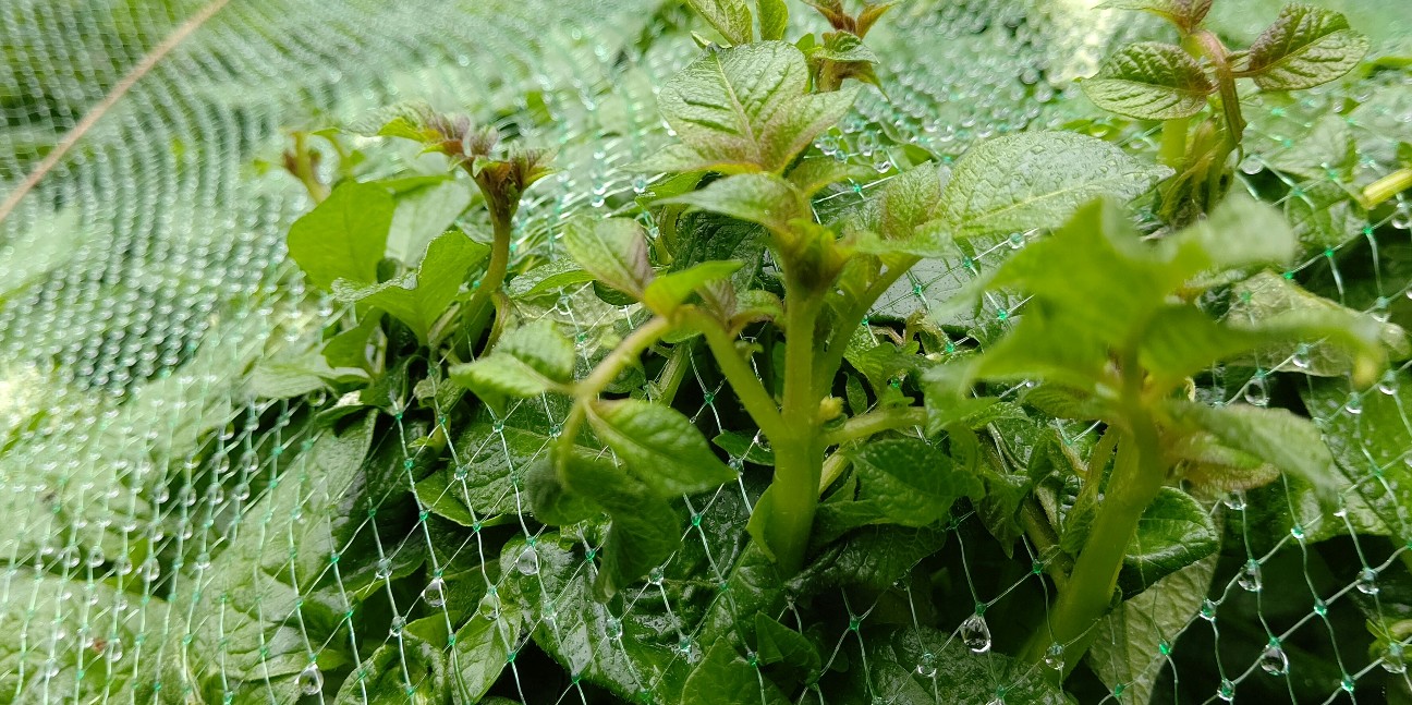 f:id:ikukyuchu:20200522084441j:image f:id:ikukyuchu:20200522084441j:image