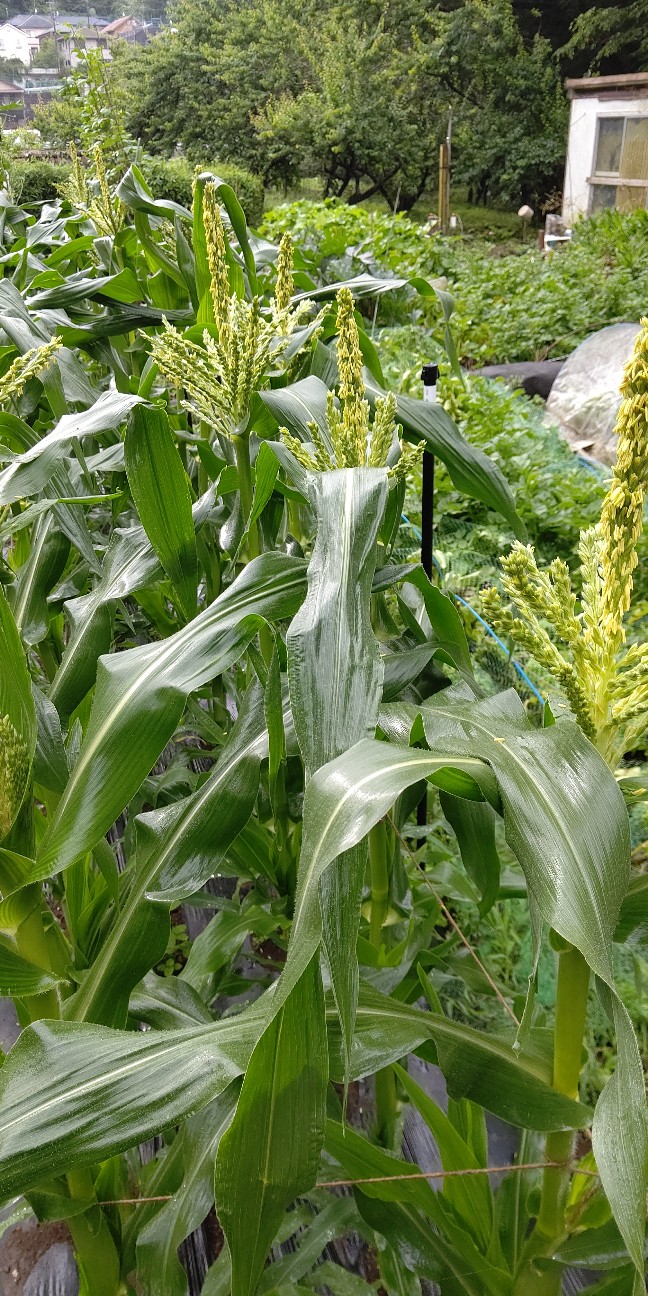 f:id:ikukyuchu:20200615091544j:image f:id:ikukyuchu:20200615091544j:image