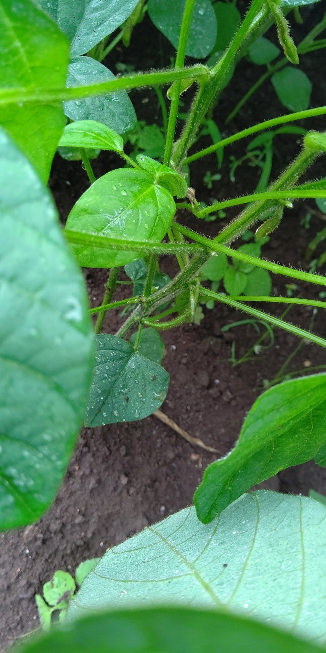 f:id:ikukyuchu:20200615092215j:image f:id:ikukyuchu:20200615092215j:image