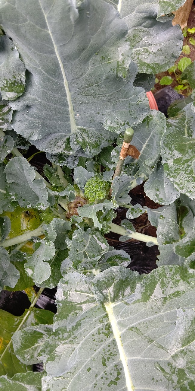 f:id:ikukyuchu:20200615092732j:image f:id:ikukyuchu:20200615092732j:image