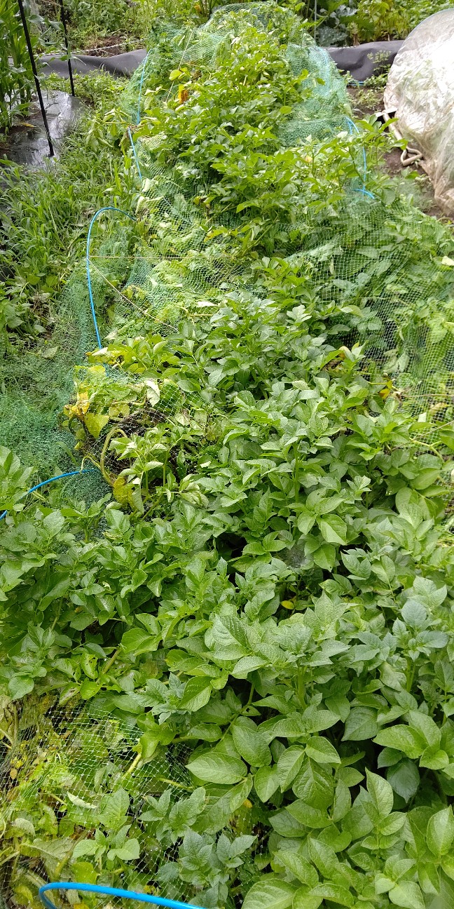 f:id:ikukyuchu:20200615093449j:image f:id:ikukyuchu:20200615093449j:image