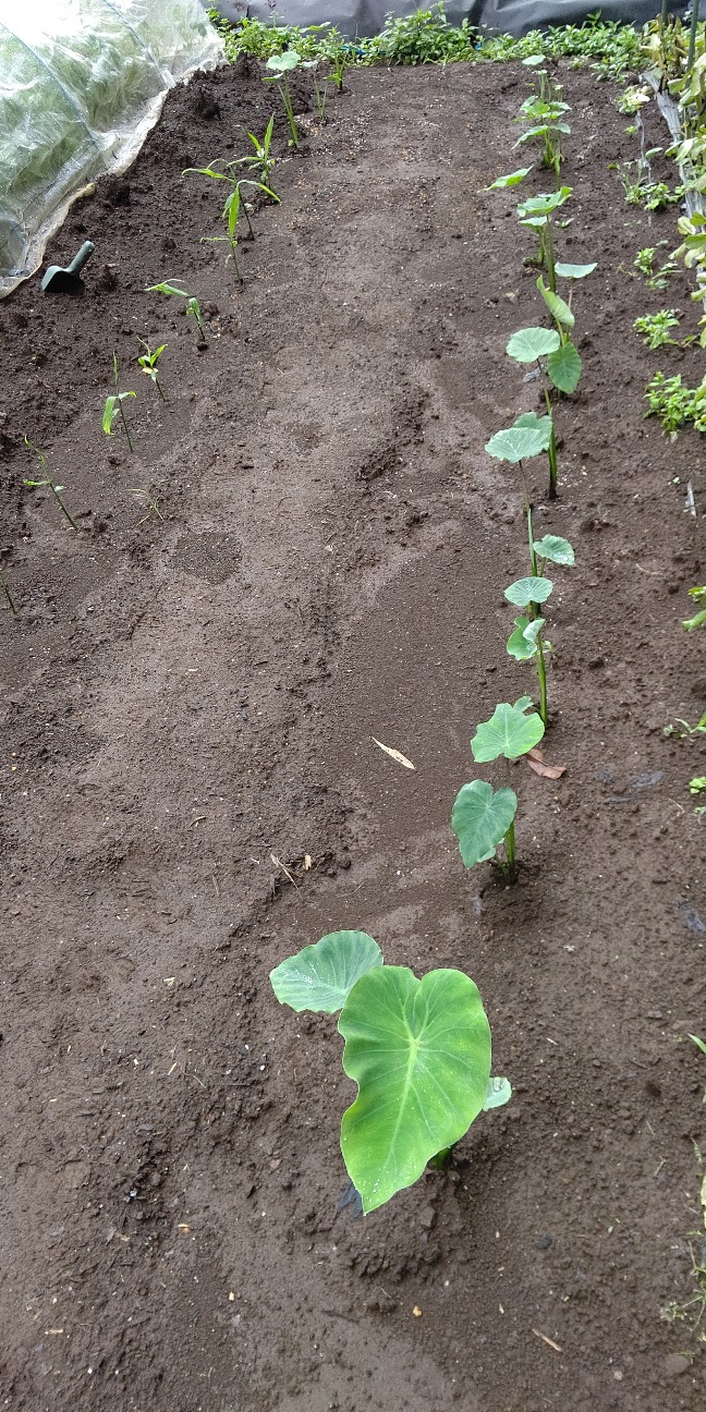 f:id:ikukyuchu:20200615094413j:image f:id:ikukyuchu:20200615094413j:image