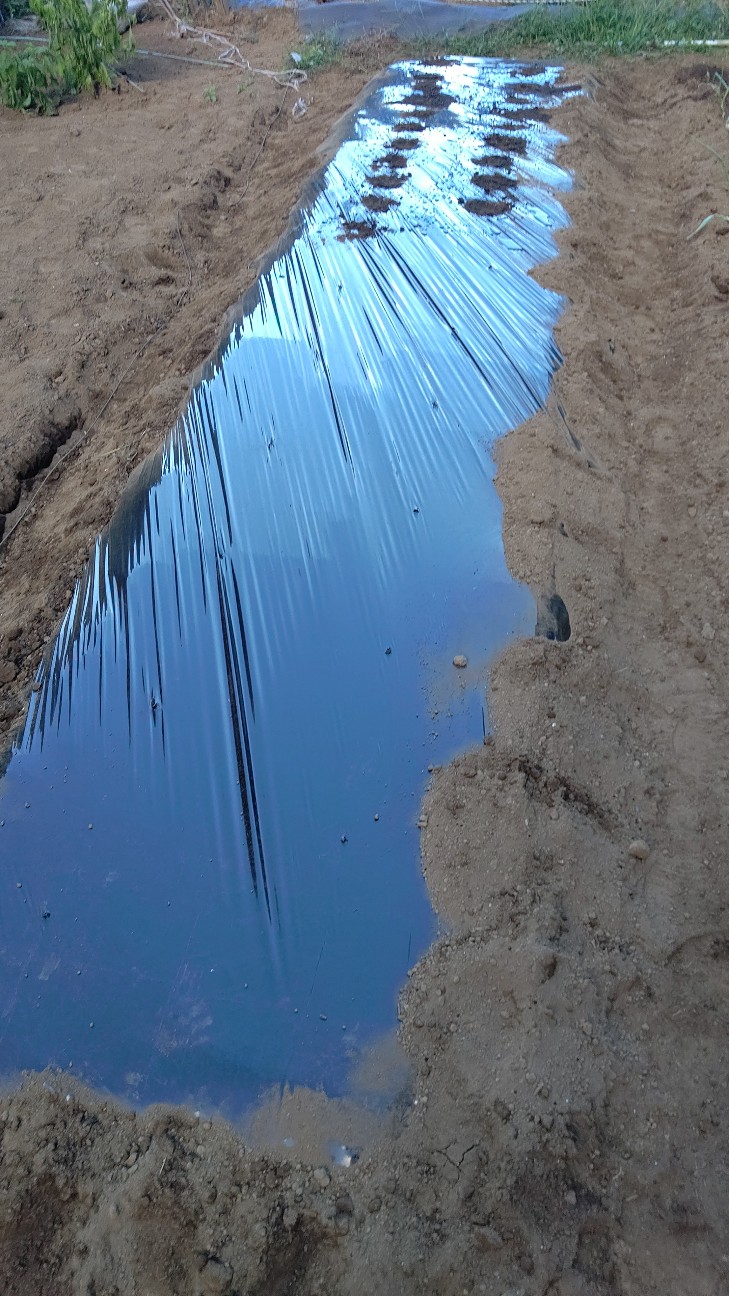 f:id:ikukyuchu:20200831102535j:image f:id:ikukyuchu:20200831102535j:image