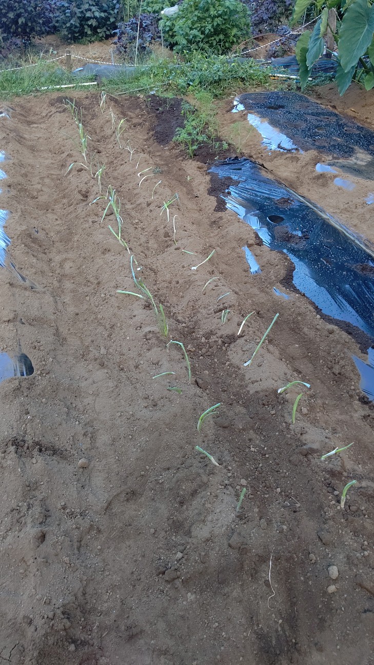 f:id:ikukyuchu:20200831102950j:image f:id:ikukyuchu:20200831102950j:image